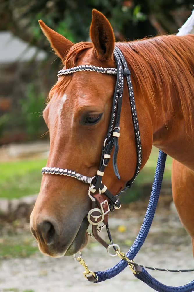 Apero de cabeza tejido plano para caballo