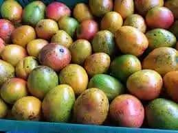 Mango Criollo Cooperativa arrieros de occidente X Kg