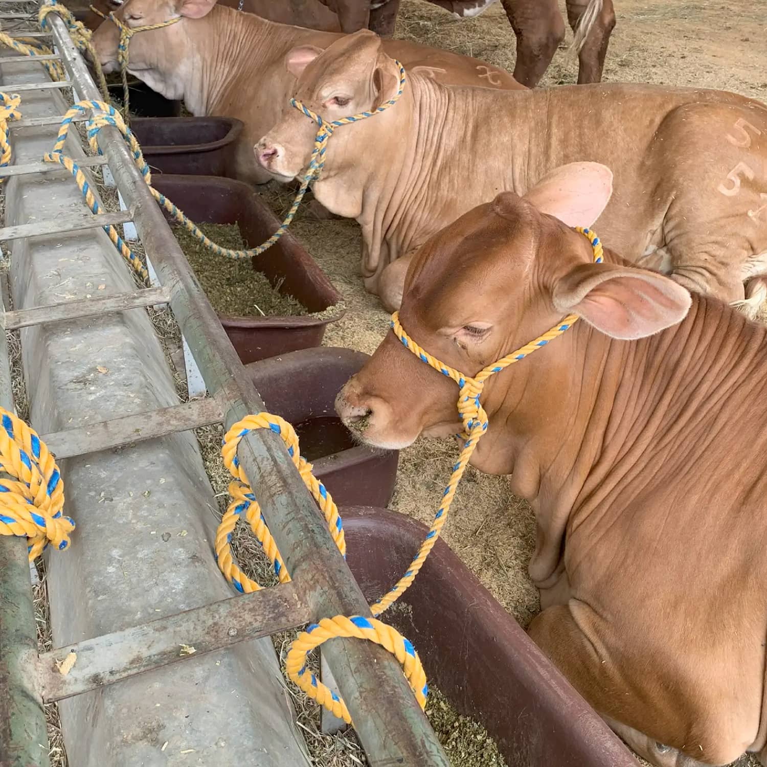 Soga Golden Agroindustrial - Cuerdas para amarre