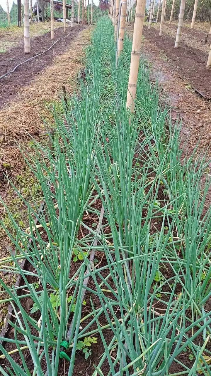 Venta de Cebolla de Rama Fresca Granja la Juliana