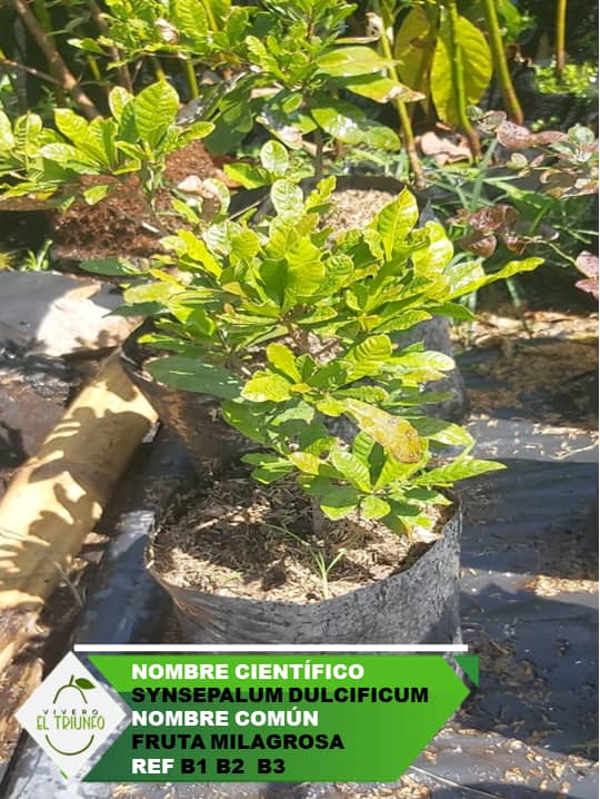 Plántula de Fruta Milagrosa