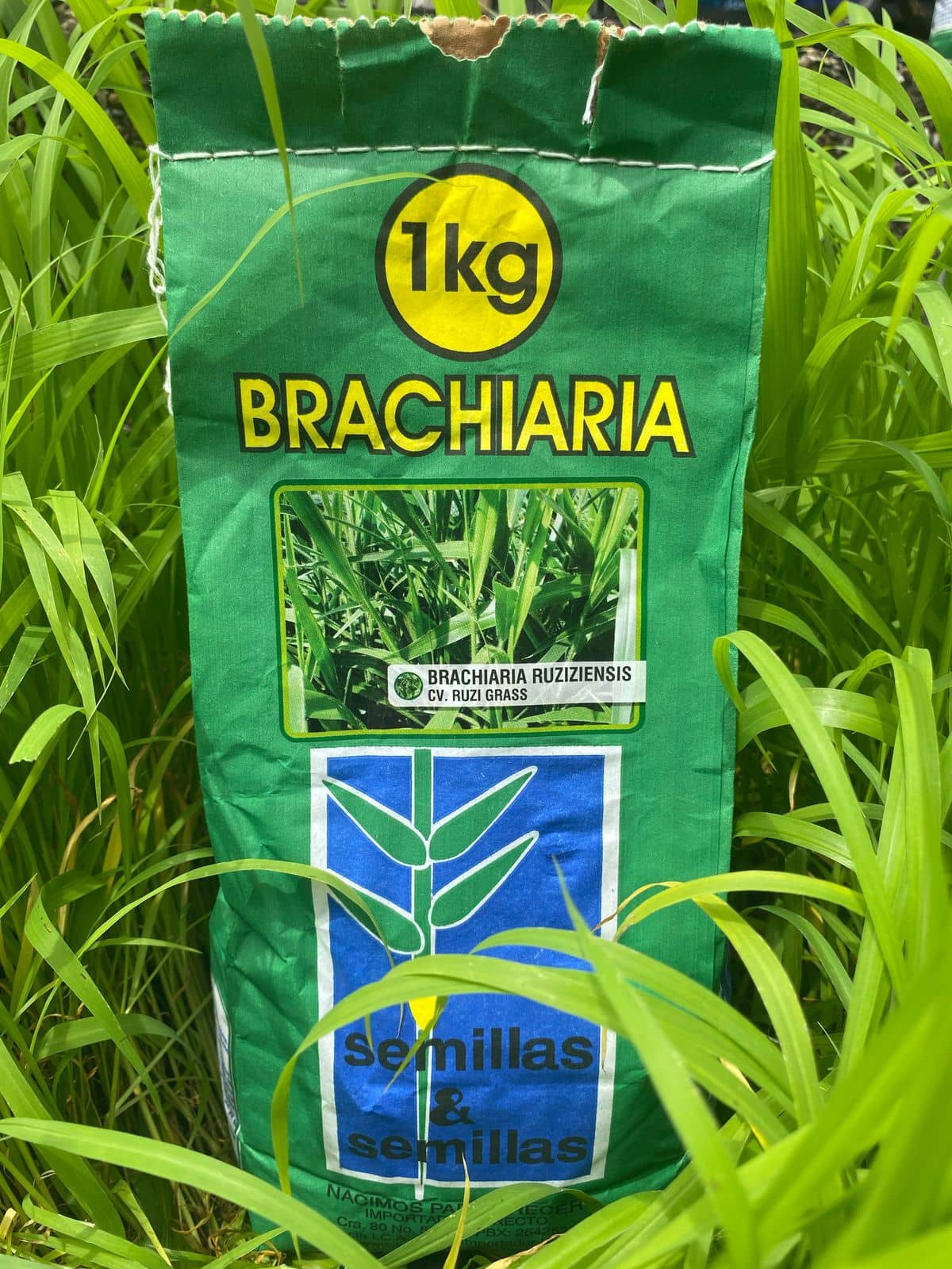 Brachiaria Ruziziensis Ruzi Grass 1K | Pasto forrajero