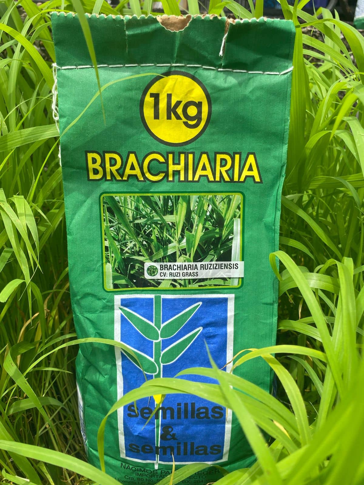 Brachiaria Ruziziensis Ruzi Grass 1K | Pasto forrajero