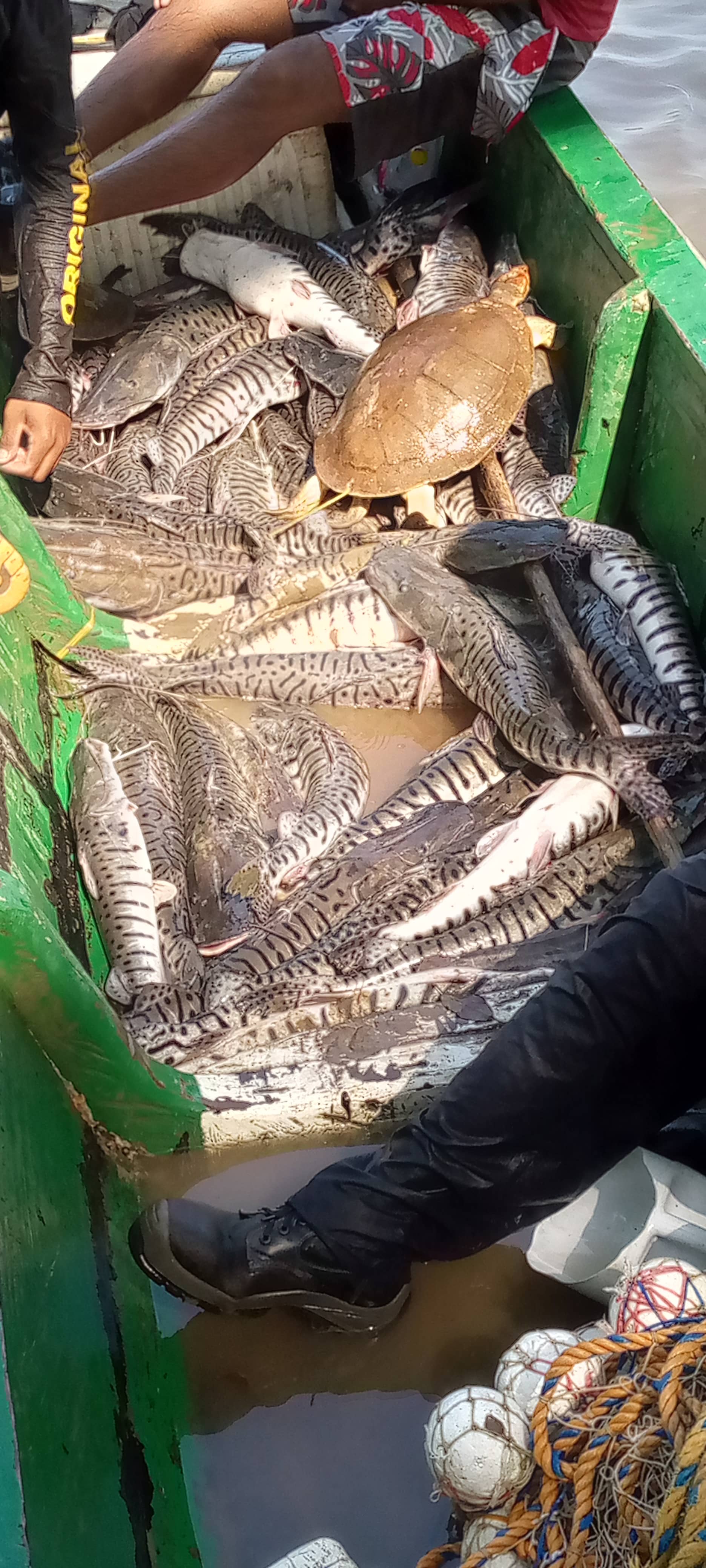 Venta de bagre por kg | Frescura y calidad garantizada