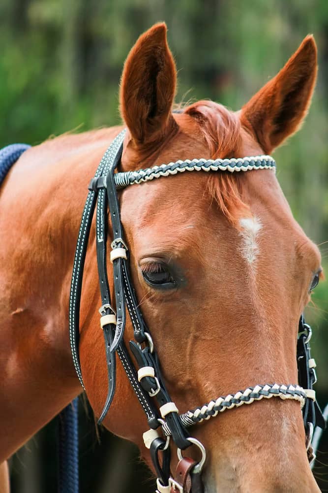Apero de cabeza tejido plano para caballo