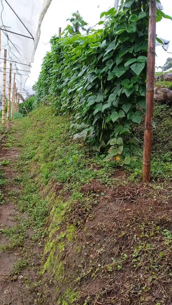 Venta de Fríjol verde cargamanto desgranado o en vaina