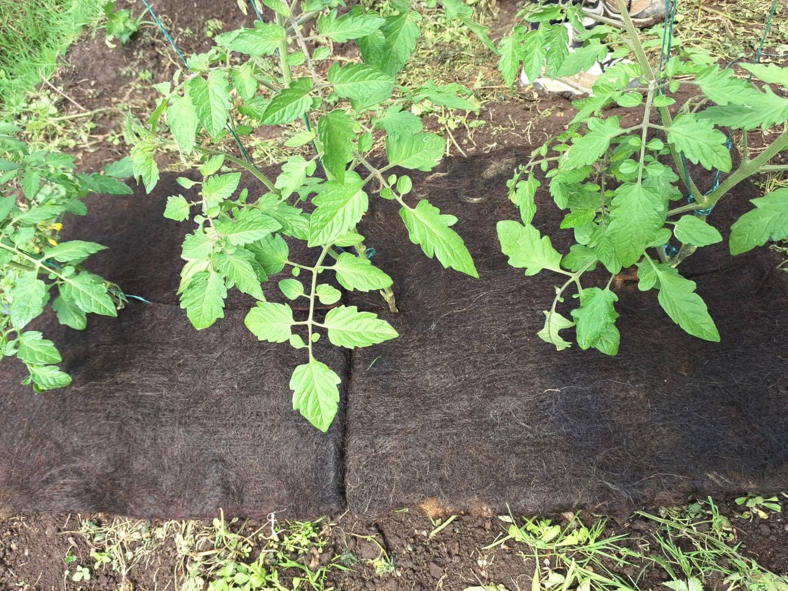 AgroPelo Mulch Orgánico x 20 Und