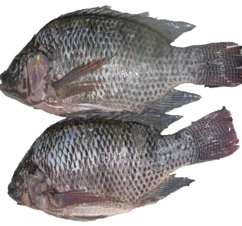 Pescado Tilapia Negra por kg | Frescura y calidad garantizada