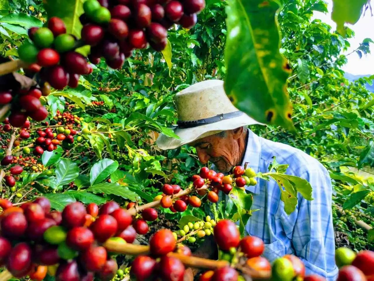 Cerveza artesanal de Café El Turpial Notas Café y Chocolate