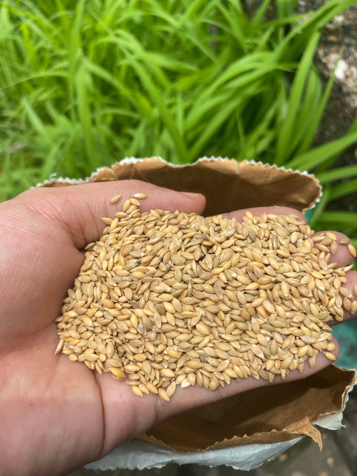 Brachiaria Ruziziensis Ruzi Grass 1K | Pasto forrajero