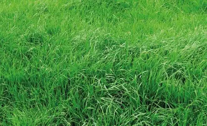 Semilla De Rye Grass Italiano x 2 Lb