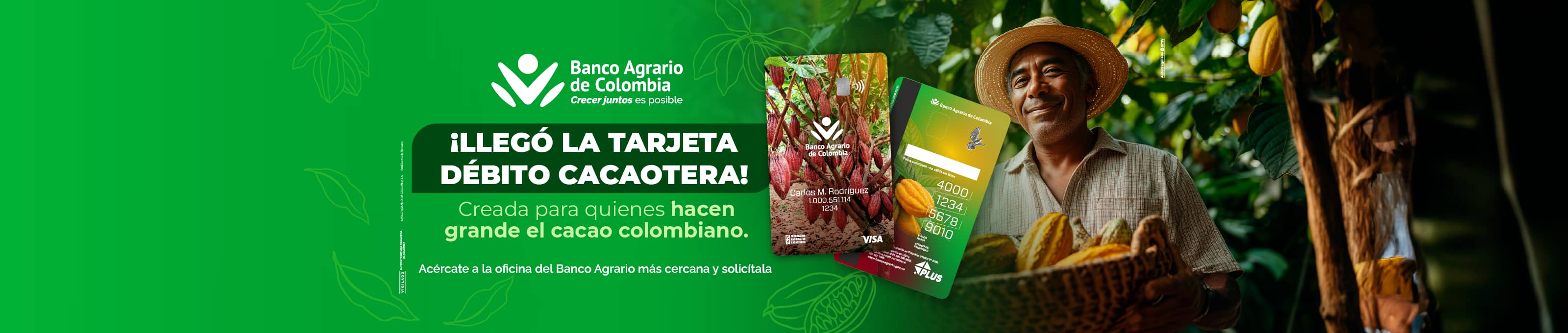 Cacaotero