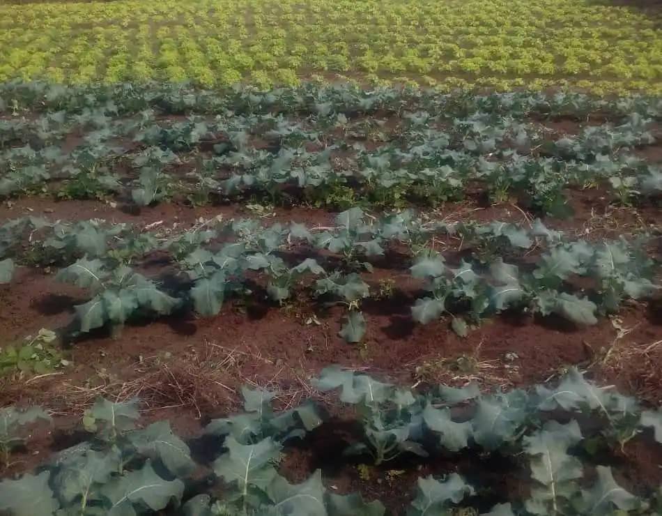 Venta de Brócoli Jorge Alveiro Sepulveda