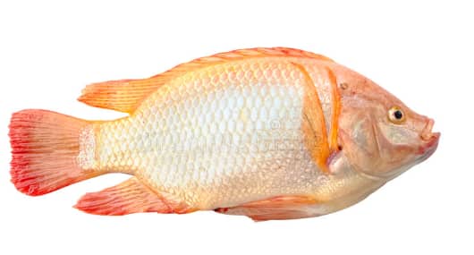Venta de Tilapia Roja Orillas del Sinú X Kg