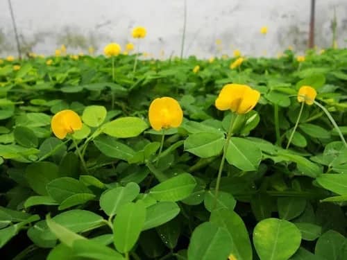 Semilla Man铆 Forrajero x 100gr