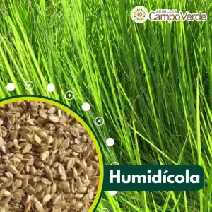 Semilla de pasto Brachiaria Humidicola (Quicuyo) – Pureza 90% 