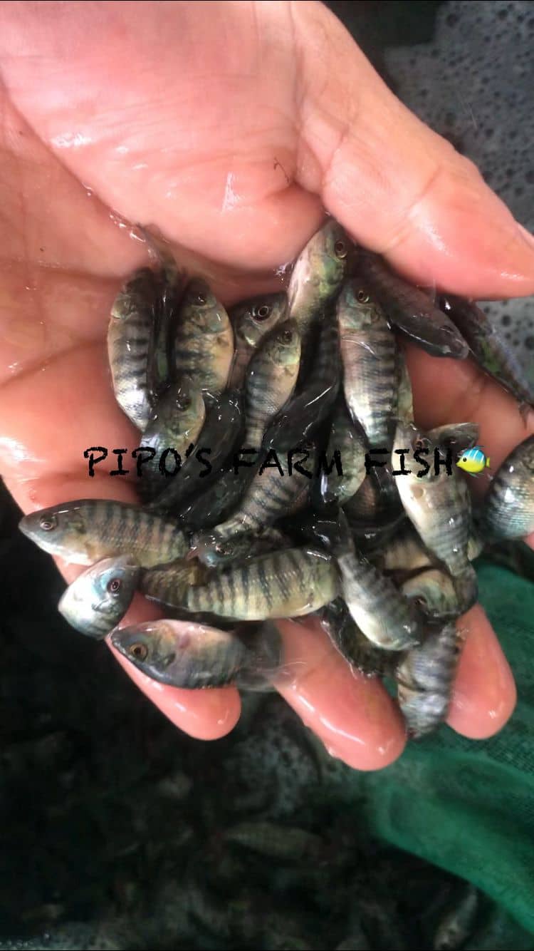 Tilapia Nilotica