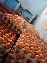 Huevos rojos | Calidad y frescura de emprendedores forjadores de paz