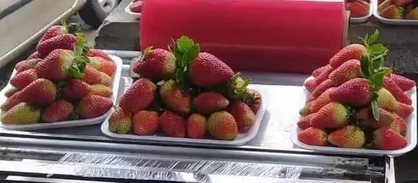 Venta de Fresa Juan David Muñoz X 1 Kg