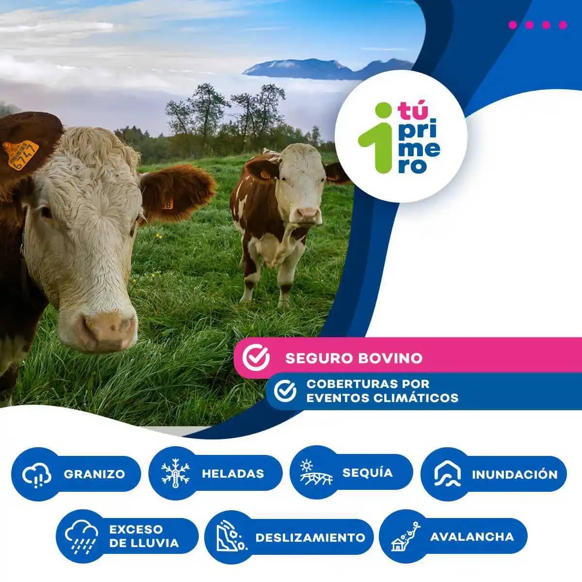 Seguro Bovino y Bufalino