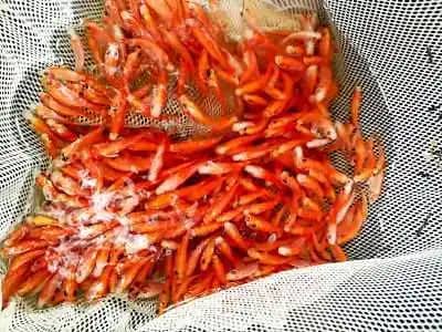Alevinos de Tilapia Roja – Calidad y Rendimiento