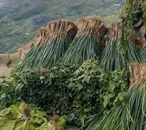 Venta de Cebolla Junca X 10 Kg