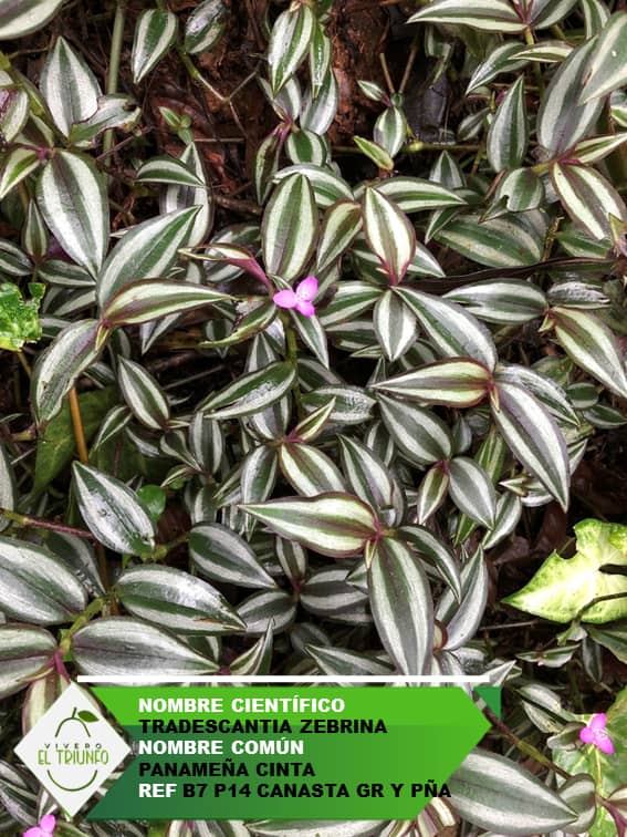 Plántula de Panameña Cinta | Planta Ornamental Resistente