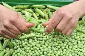 Venta de Arveja Jonathan Ocampo X 1 Kg