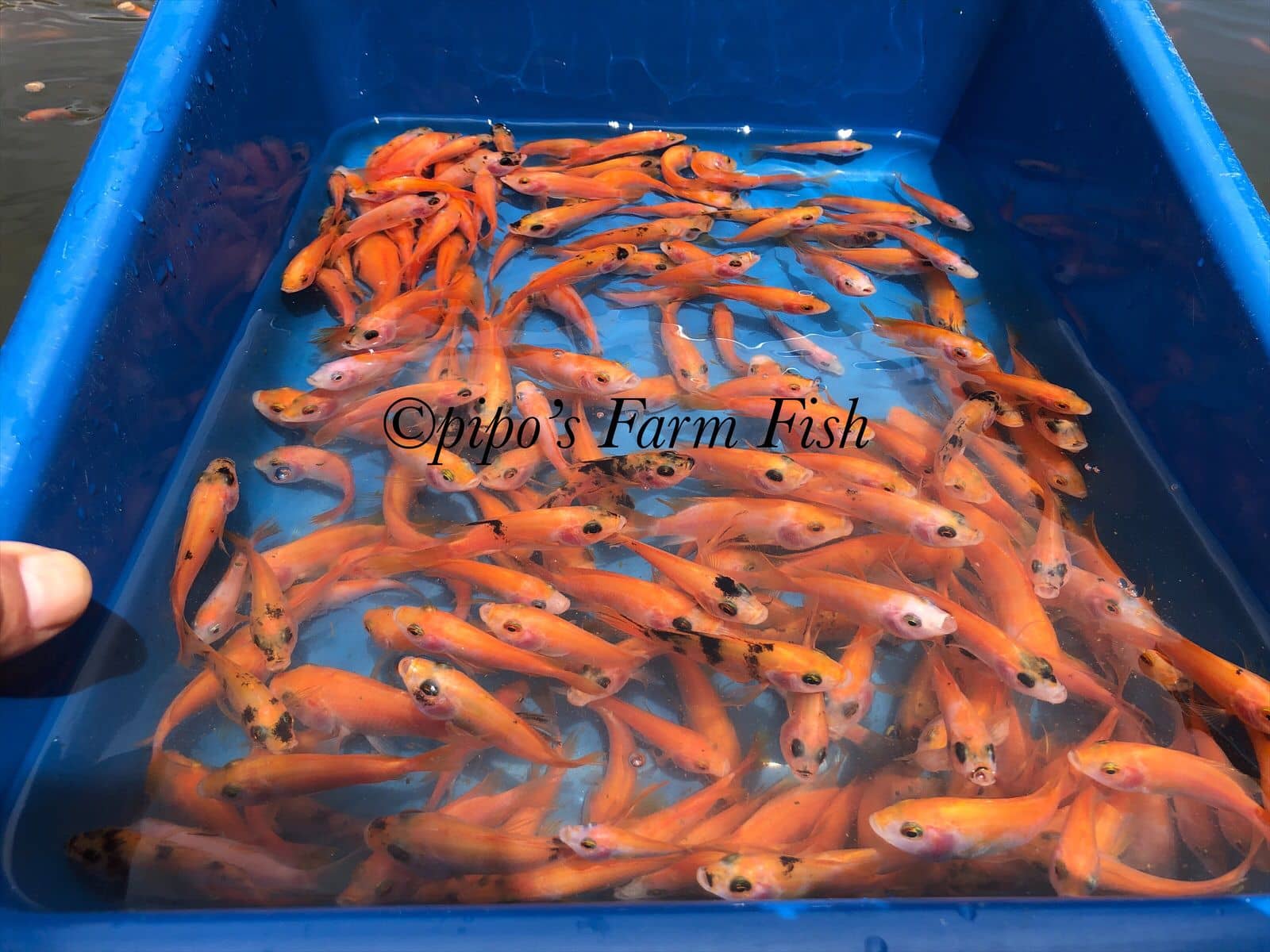 Alevines de Mojarra Roja