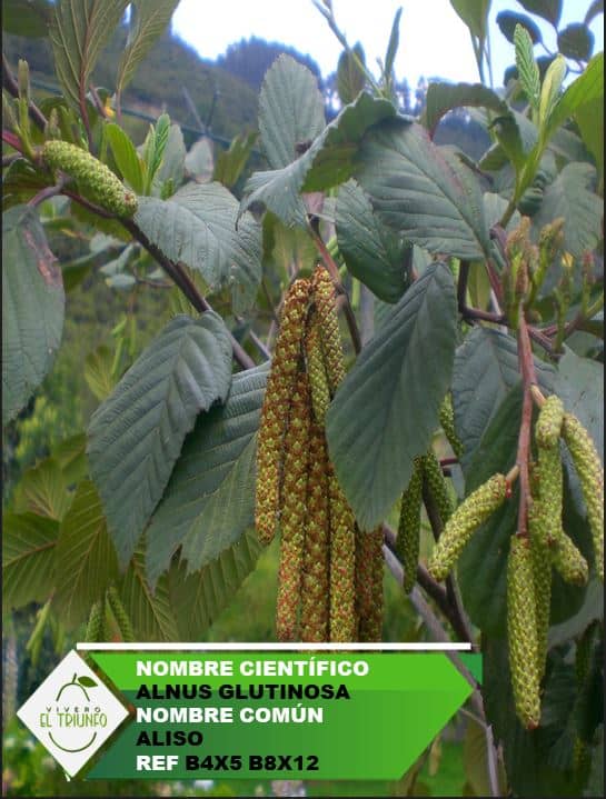Plántula de Aliso | Croper