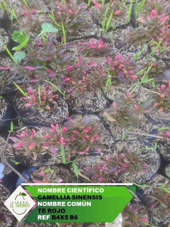 Plántula de Té Rojo