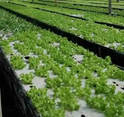 Venta de lechuga Carlos Rincón X 200 gr - 500 gr