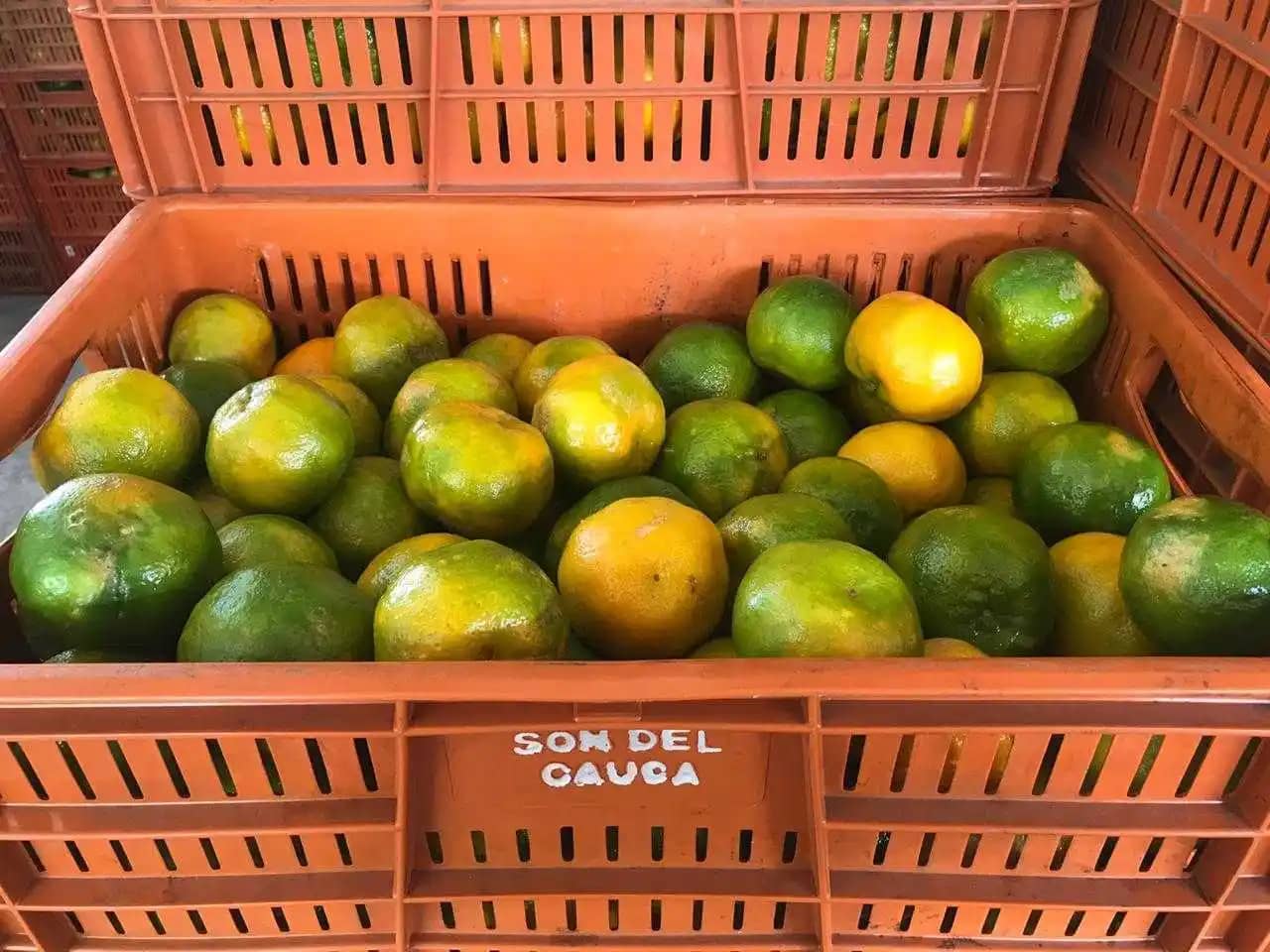 Mandarina Oneco Agroindefuturo X Kg