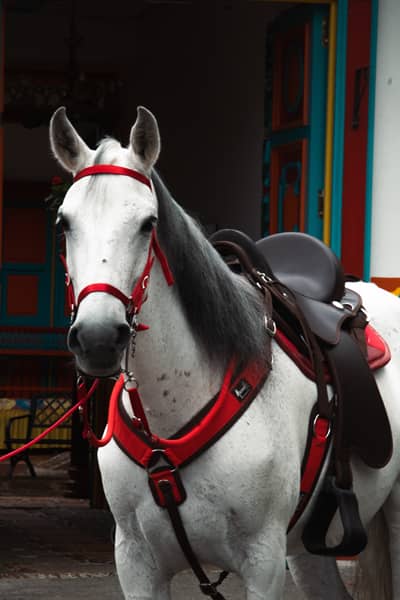 Tereque Apalache cabalgata MESACÉ Negro Con Rojo