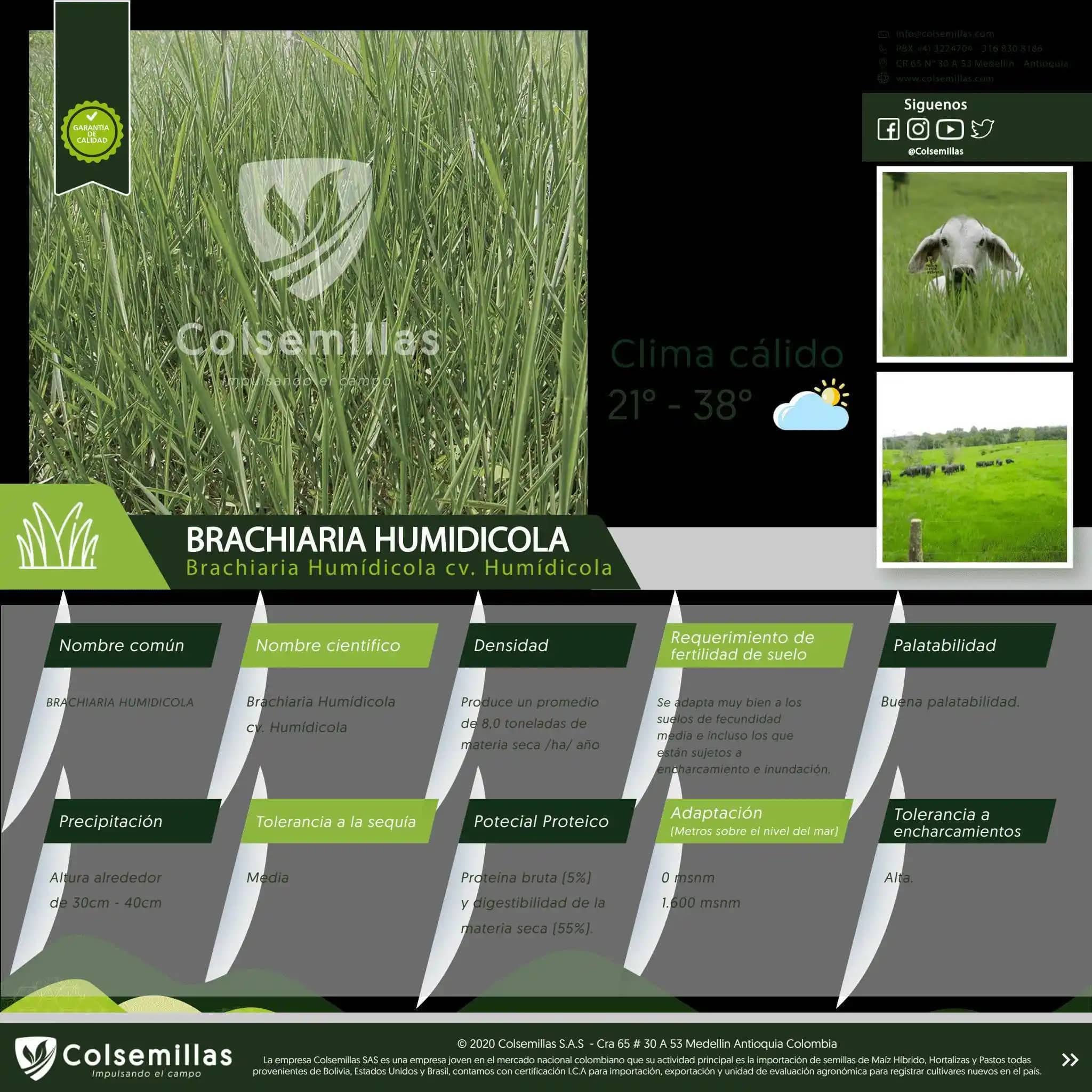 Pasto Brachiaria Humídicola CV Humídicola x 1kg