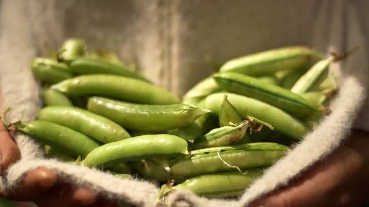 Venta de arveja 90% orgánica en bulto x 50 kg