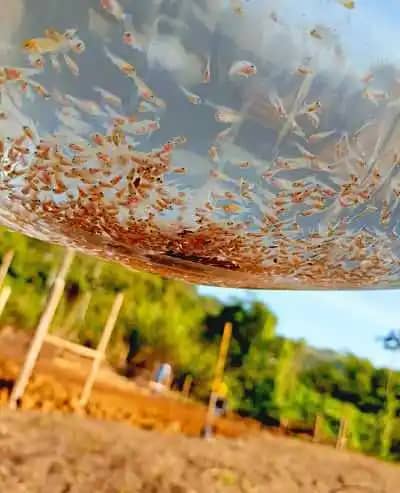 Alevinos de Tilapia Roja – Calidad y Rendimiento