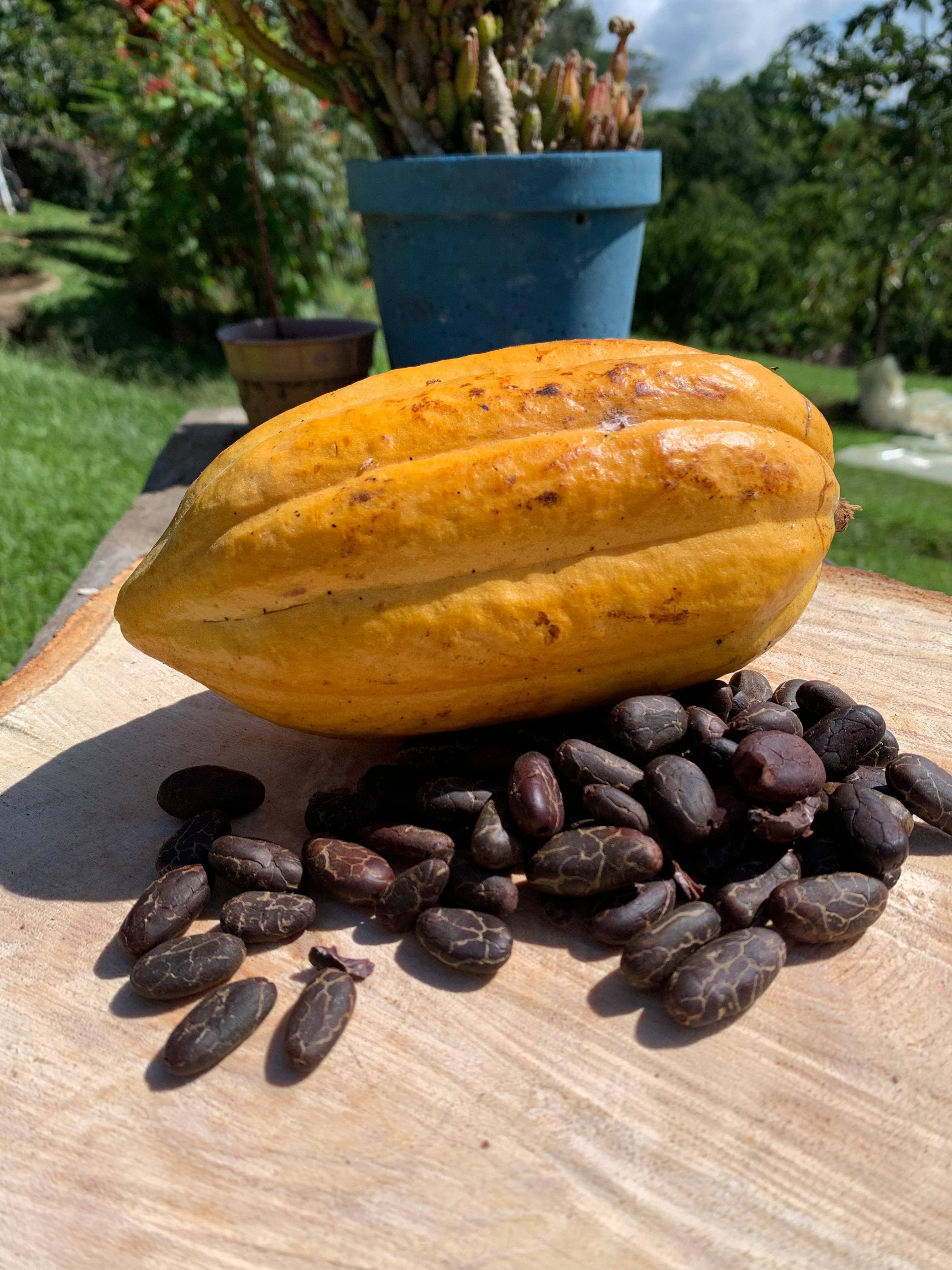 cacao en grano tostado