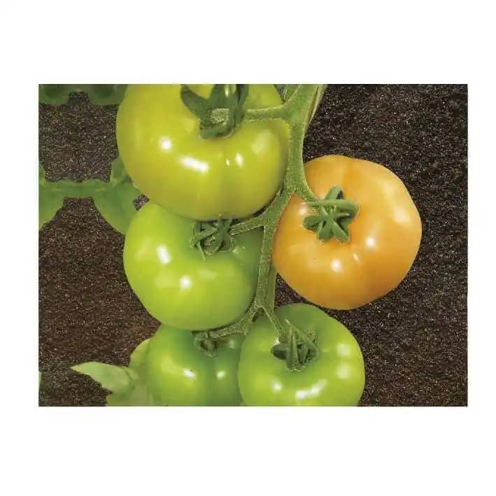 Tomatensamen Ateron F1 – 20 Korn, Ertragreiche Salattomate Für Gewächshaus & Freiland, Resistent Gegen Krankheiten