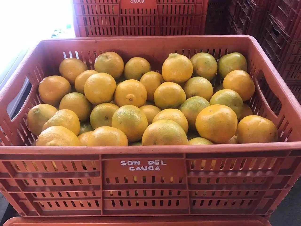 Tangelo Mineola Agroindefuturo X Kg