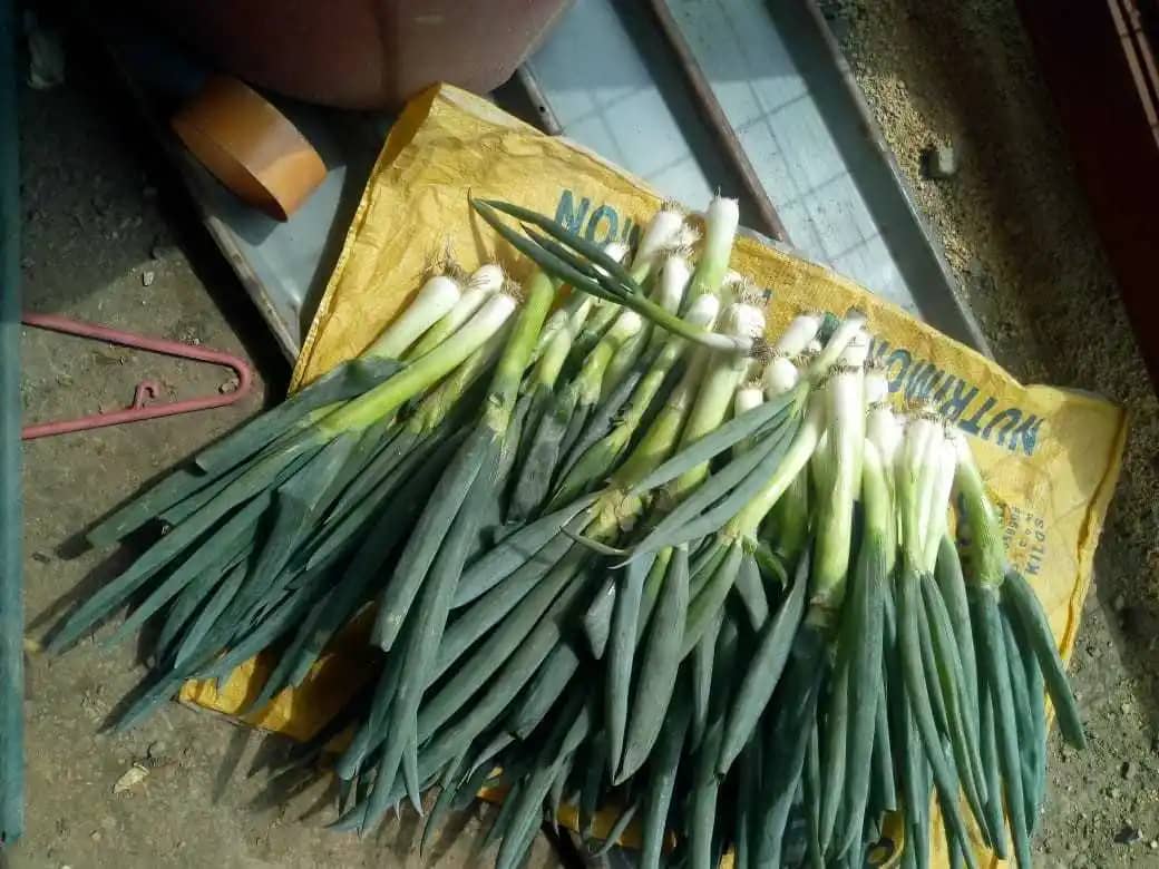 Venta de Cebolla larga Agromadrid X Kg