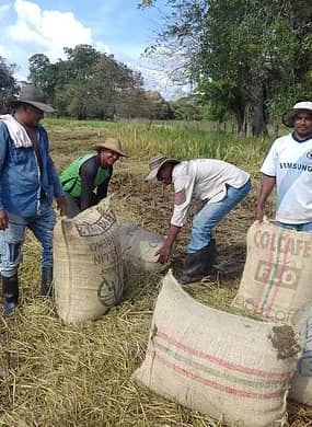 Arroz Padi (en concha) x bulto
