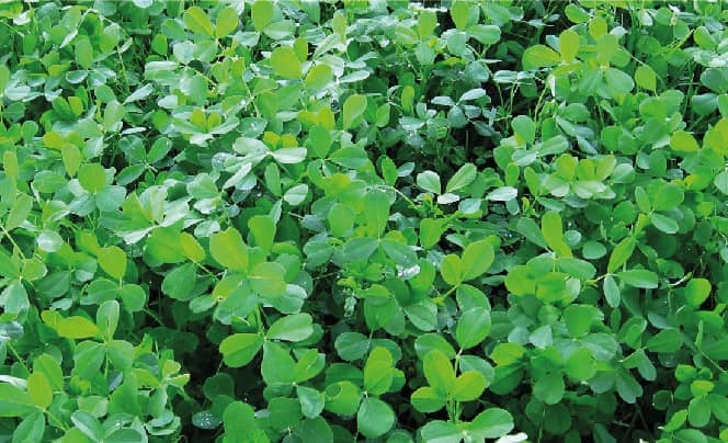 Semilla de Alfalfa SW 8210 x 454 Gr