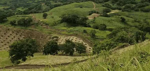 Interpretación de Análisis de suelos para lima ácida Tahití