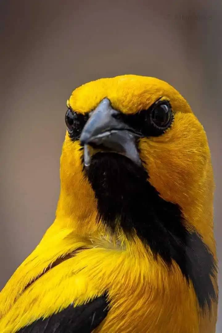 Cerveza artesanal de Café El Turpial Notas Café y Chocolate