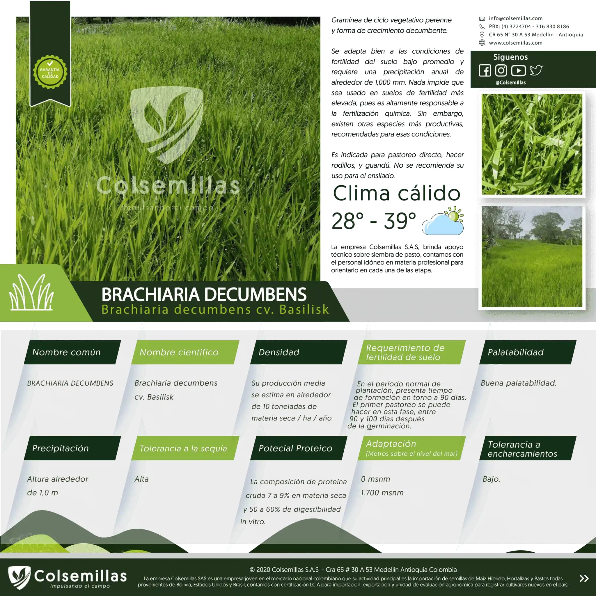 Pasto Brachiaria Decumbens Basilisk x 1kg