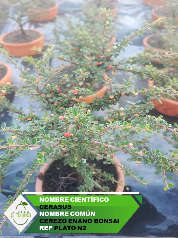 Plántula de Cerezo Enano Bonsai