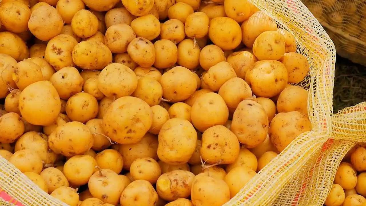 Papa Criolla ASOLISCAS – Bulto x 58 kg