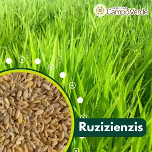 Semilla de pasto Brachiaria Ruziziensis – Pureza 93%