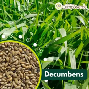Semilla de pasto Brachiaria Decumbens – Pureza 90% 